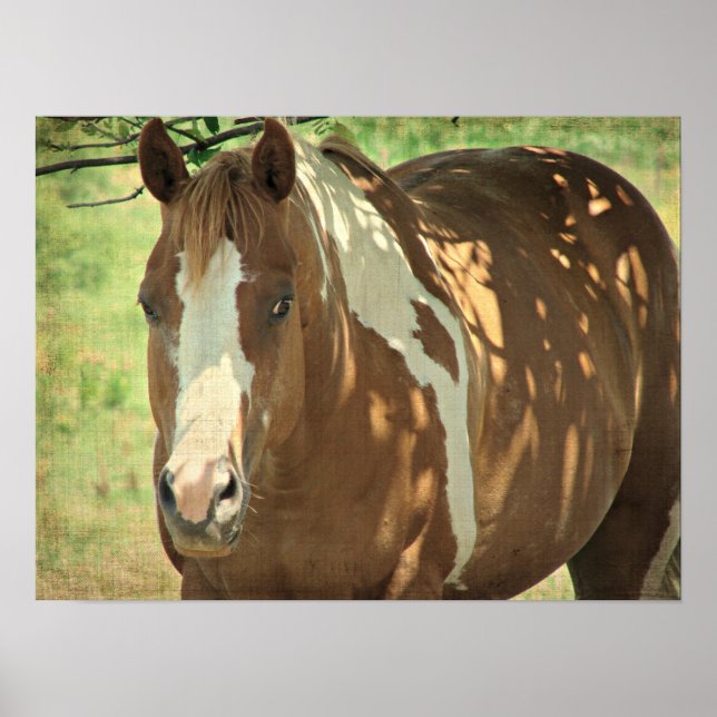 Summertime Shade Beautiful Paint Horse Mare Poster (Front)