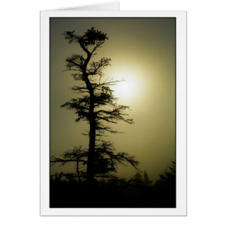 Summit Tree