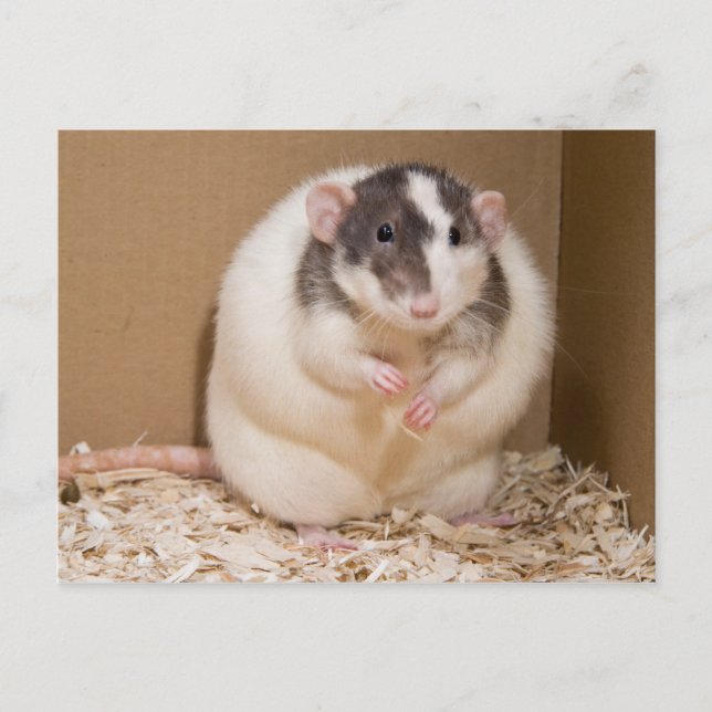 sumo rat postcard (Front)
