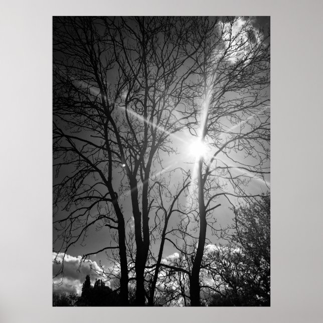 Sun and tree branch tracery poster (Front)