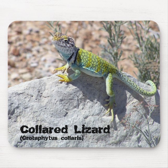 Sun Bathing Collared Lizard Close-Up Photograph Mouse Mat (Front)