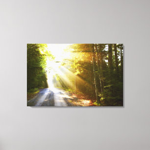 Sun Beams Through Forest in Acadia National Park Canvas Print