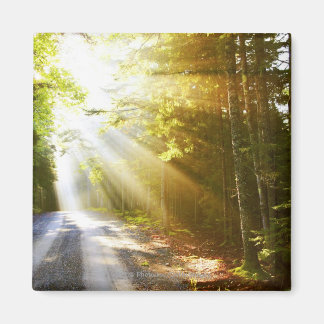 Sun Beams Through Forest in Acadia National Park Magnet