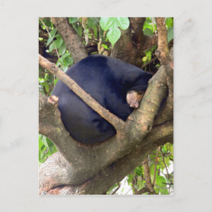 Sun Bear Holiday Postcard