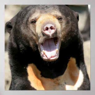 Sun Bear Posters