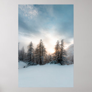 Sun behind spruce trees poster