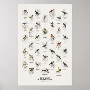 Sun-Birds - Naturalist's Library Poster