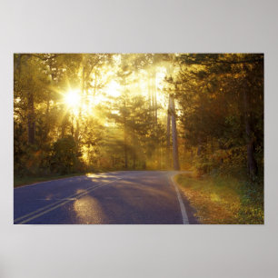 Sun bursts through the forest onto roadway at poster