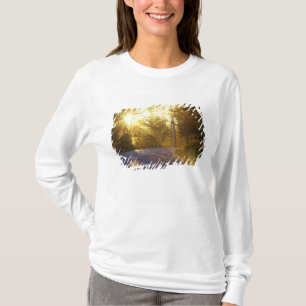 Sun bursts through the forest onto roadway at T-Shirt