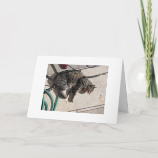 Sun Cat Card