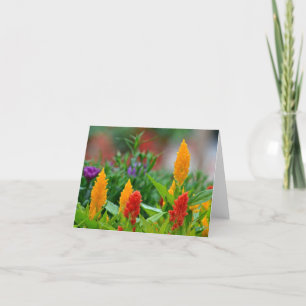 Sun Colours Notecard