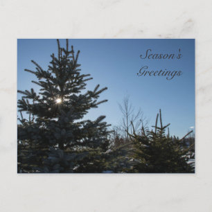 Sun coming through a fir tree — Season's Greetings Holiday Postcard