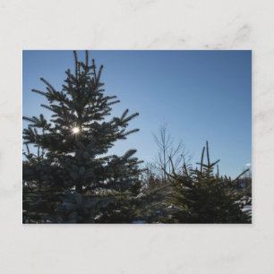 Sun coming through a fir tree - winter postcard
