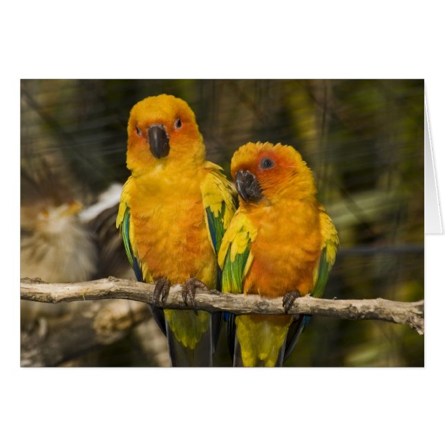 Sun Conure (Front Horizontal)
