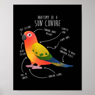 Sun Conure Anatomy Funny Cute Pet Parrot Bird Poster