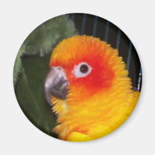 sun conure magnet