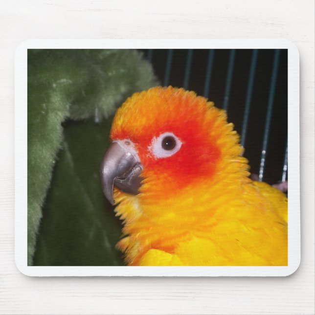Sun Conure Mouse Mat (Front)