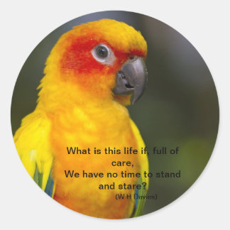 Sun Conure Parrot Sticker (with text)