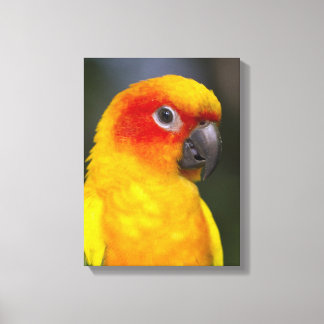 Sun Conure Parrot Wrapped Canvas