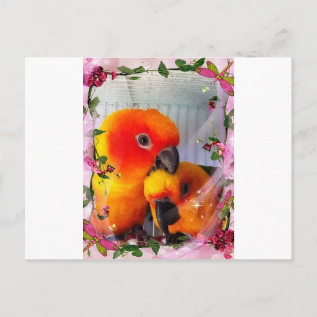 Sun Conure Postcard (Front)