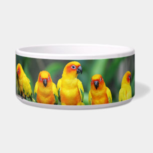 Sun Conures