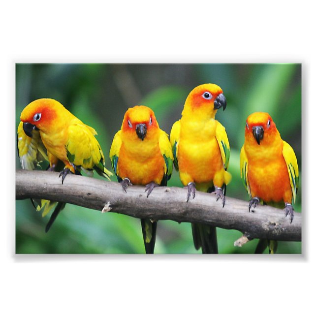Sun Conures Photo Print (Front)