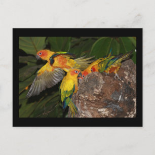 Sun Conures Postcard