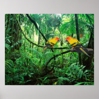Sun Conures