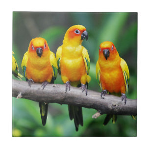 Sun Conures Tile