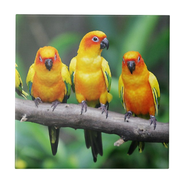 Sun Conures Tile (Front)