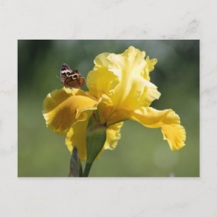 Sun Dancer Iris & Butterfly Photography Art Postcard