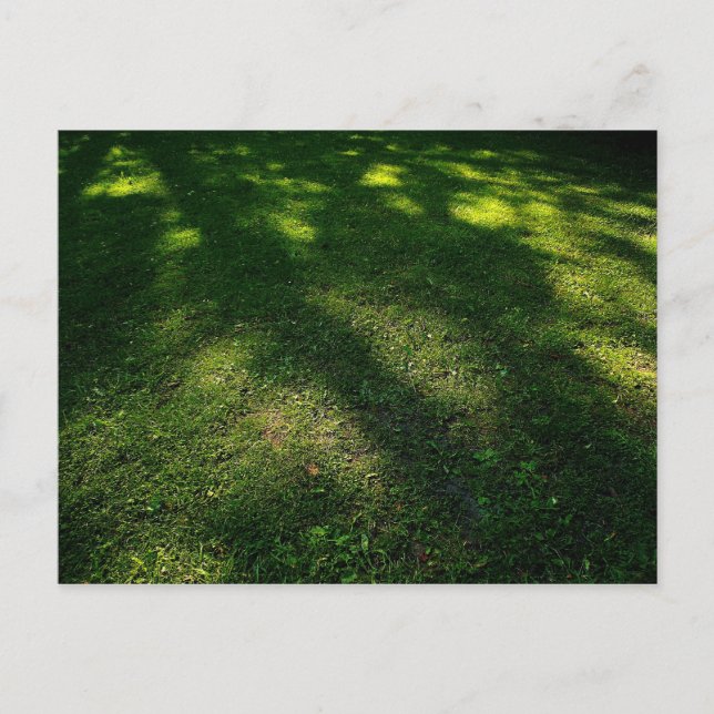 Sun Dappled Lawn Postcard (Front)