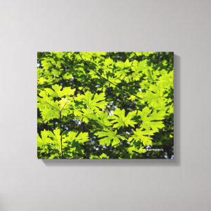Sun-Dappled Leaves in the Forest Canvas Print