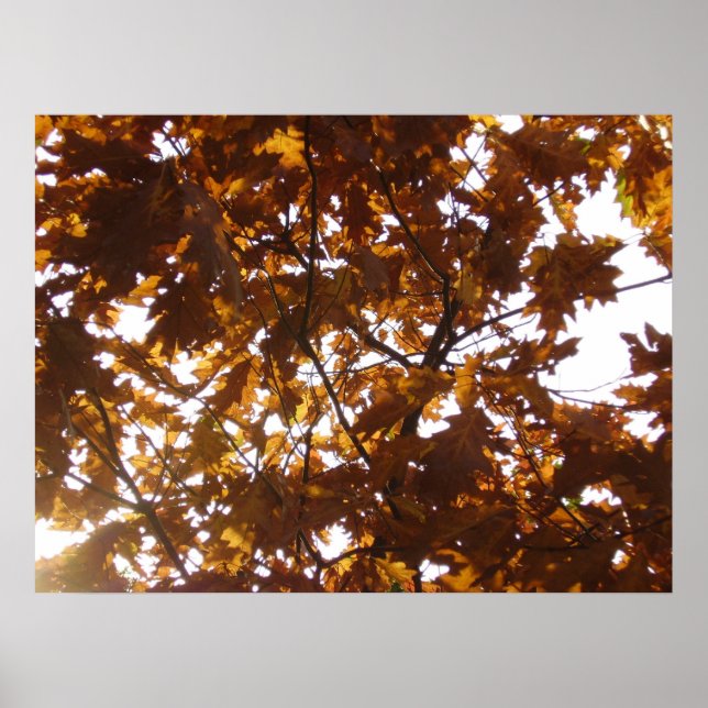 Sun Diamond on Fall Leaves Poster (Front)
