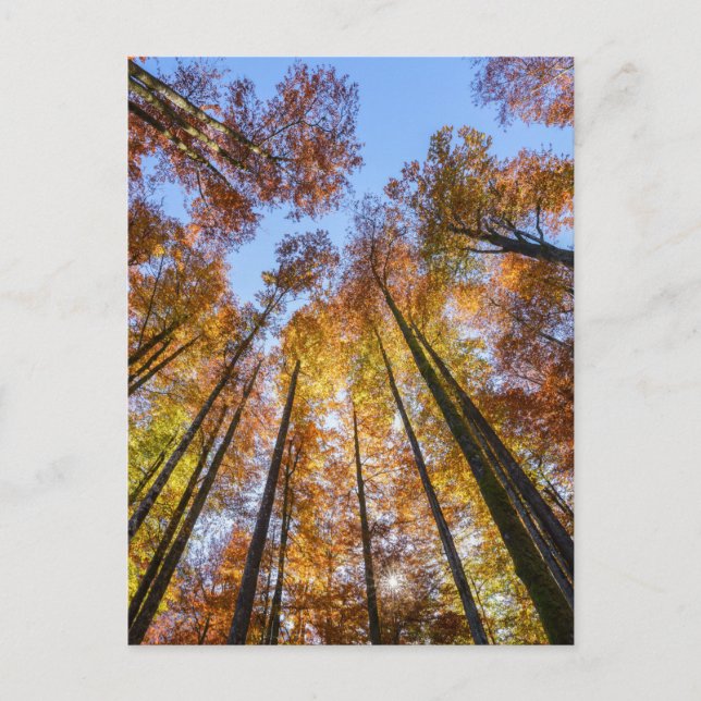 Sun-drenched Autumn Trees Postcard (Front)