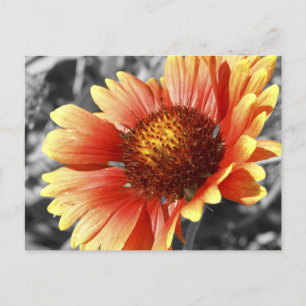 Sun Drenched Gaillardia Photo For Any Occasion Postcard