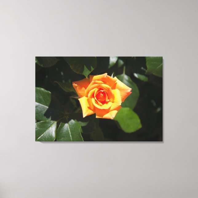 Sun Filled Rose Canvas Print (Front)