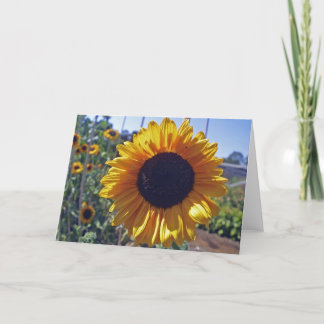 SUN flower Card