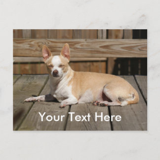 Sun Goddess Postcard