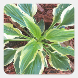 Sun Hosta Square Sticker