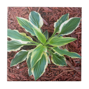 Sun Hosta Tile