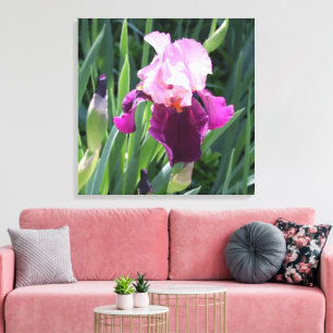 Sun-kissed Pink Iris Flower Canvas Print