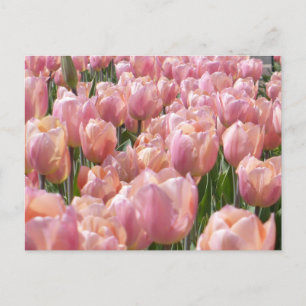 Sun-kissed Pink Tulips Postcard