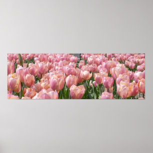 Sun-kissed Pink Tulips Poster