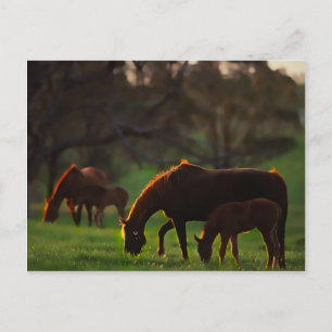 Sun Kissed Postcard