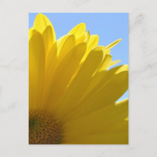 Sun on Petals Postcard