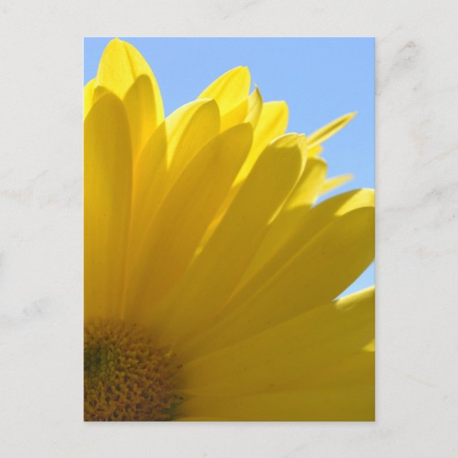 Sun on Petals Postcard (Front)