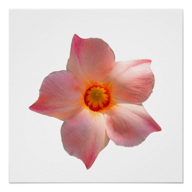 Sun Parasol Mandevilla Poster (Front)