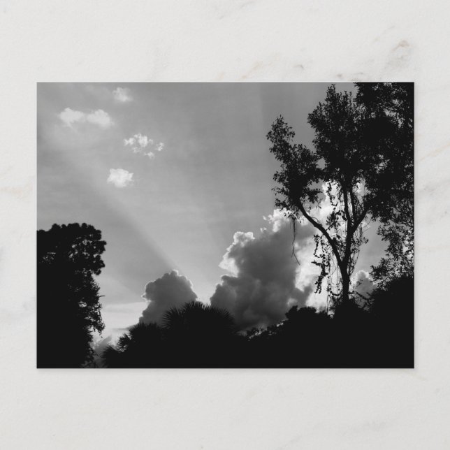 Sun Rays at Sunset Photo B&W Postcard (Front)