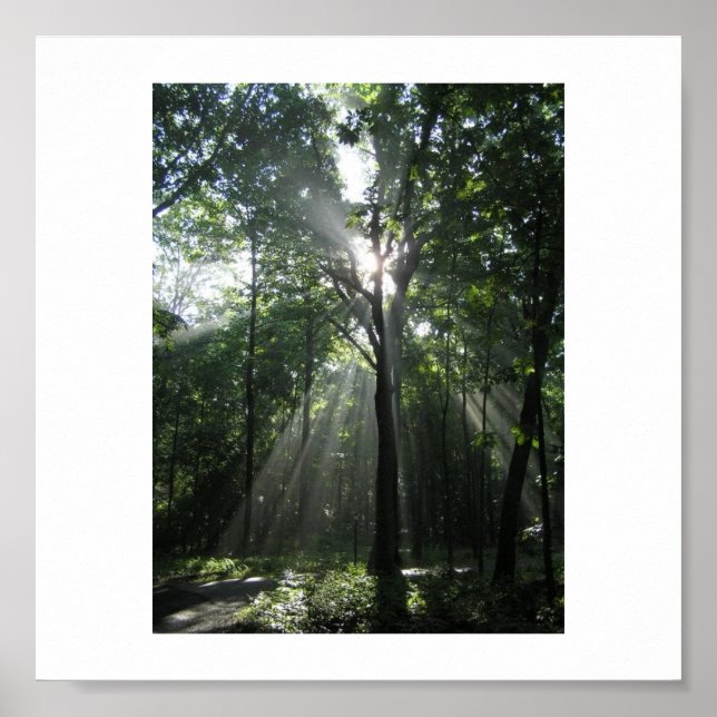 Sun Rays, Misty Morning Poster (Front)